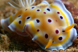 Chromodoris geminus. Picture taken on the second reef off... by Anouk Houben 